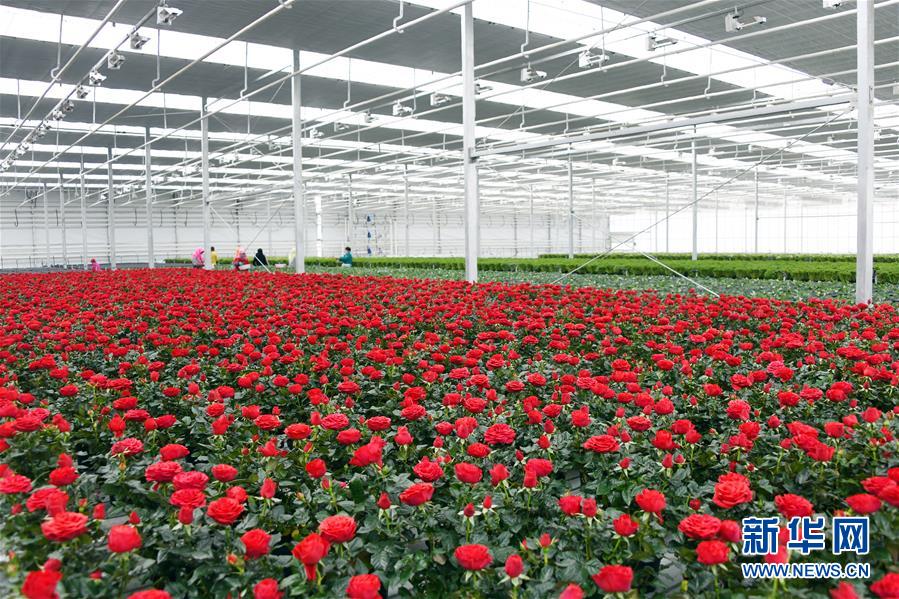 (五中全會精神在基層·圖文互動)(2)從黃土荒坡到萬畝良田——蘭州新區(qū)現(xiàn)代農(nóng)業(yè)發(fā)展“變奏曲”
