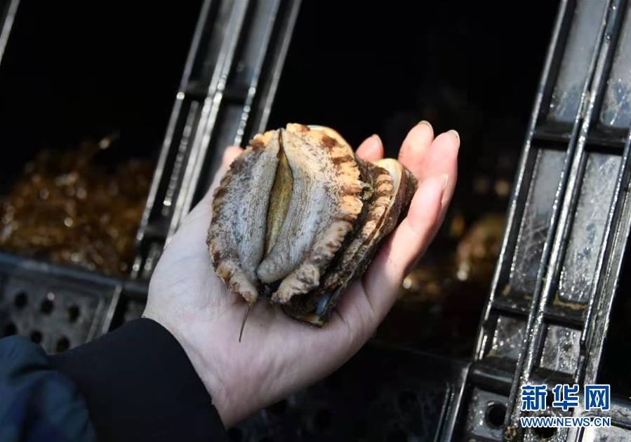 （新華全媒頭條&middot;圖文互動(dòng)）（3）&ldquo;拔&rdquo;海起牧場(chǎng) &ldquo;耕&rdquo;海新牧歌