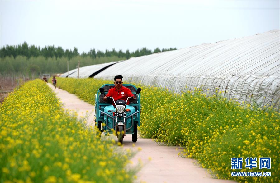 (在習(xí)近平新時(shí)代中國特色社會主義思想指引下——新時(shí)代新作為新篇章·總書記關(guān)心的百姓身邊事·圖文互動)(3)“農(nóng)”字頭照樣“大”作為——豐收時(shí)節(jié)看涉農(nóng)高校人才在希望的田野