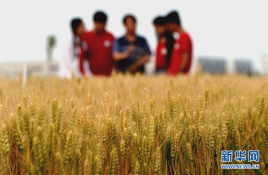 (在習(xí)近平新時(shí)代中國特色社會主義思想指引下——新時(shí)代新作為新篇章·總書記關(guān)心的百姓身邊事·圖文互動)(2)“農(nóng)”字頭照樣“大”作為——豐收時(shí)節(jié)看涉農(nóng)高校人才在希望的田野
