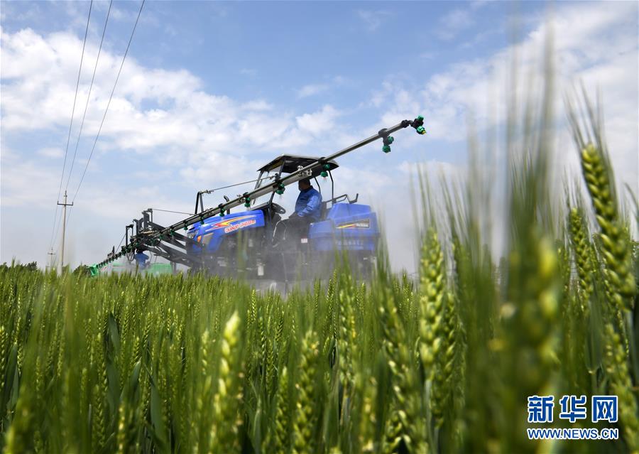 （在習(xí)近平新時代中國特色社會主義思想指引下&mdash;&mdash;新時代新作為新篇章&middot;習(xí)近平總書記關(guān)切事&middot;圖文互動）（7）新農(nóng)事、新希望&mdash;&mdash;夏收前田間新動態(tài)掃描