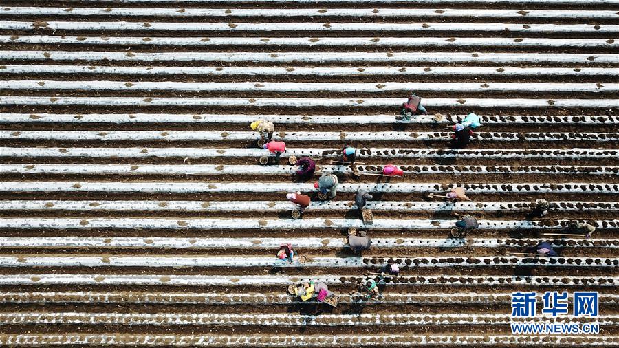 (在習(xí)近平新時代中國特色社會主義思想指引下——新時代新作為新篇章·習(xí)近平總書記關(guān)切事·圖文互動)(2)讓每一寸耕地都成為豐收的沃土——我國加強耕地保護(hù)推進(jìn)“藏糧于地”
