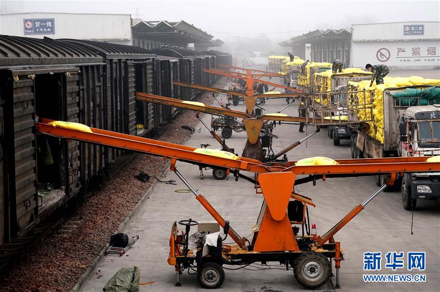 (在習近平新時代中國特色社會主義思想指引下——新時代新作為新篇章·習近平總書記關(guān)切事·圖文互動)(5)食為政首——穩(wěn)住農(nóng)業(yè)基本盤增添發(fā)展底氣