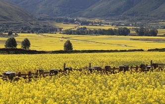 四川道孚：油菜花海美如畫(huà)