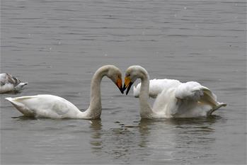 黃河上的&ldquo;天鵝湖&rdquo;