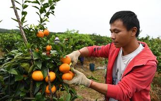 &ldquo;90后&rdquo;返鄉(xiāng)大學生的創(chuàng)業(yè)夢