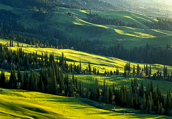 【長篇通訊】塞罕壩，京城綠色屏障的前世今生