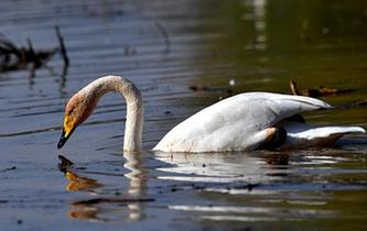山西黃河濕地&ldquo;迎來(lái)&rdquo;首批越冬野生大天鵝