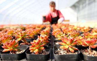 山東即墨：&ldquo;農(nóng)旅多肉&rdquo;助力生態(tài)農(nóng)業(yè)發(fā)展