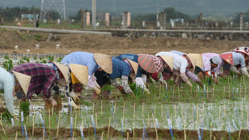 海南農(nóng)墾：農(nóng)業(yè)&ldquo;國家隊(duì)&rdquo;打贏改革&ldquo;翻身仗&rdquo;