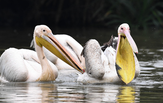 白鵜鶘&ldquo;作客&rdquo;?？? />  
<div>白鵜鶘“作客”?？?/div>
</a>
<a href=