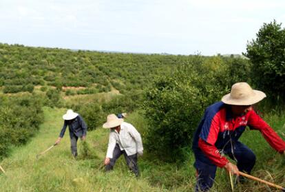 &ldquo;一畝油茶百斤油，又娶媳婦又蓋樓&rdquo;&mdash;&mdash;河南光山走上生態(tài)富民路