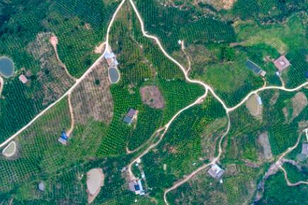 金沙江畔新華坪：黑色轉(zhuǎn)綠色，荒山變金山