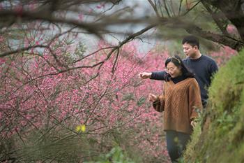 七旬退休教師的&ldquo;梅&rdquo;緣