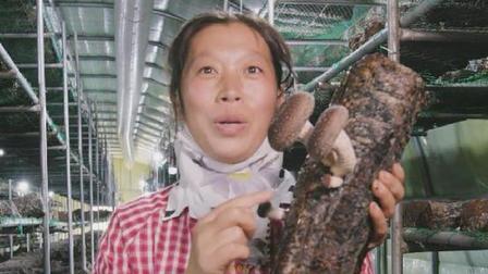 我們的扶貧故事&mdash;&mdash;李白營的蘑菇真是香