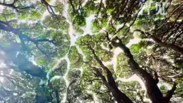 樹木為何會相互“禮讓”？