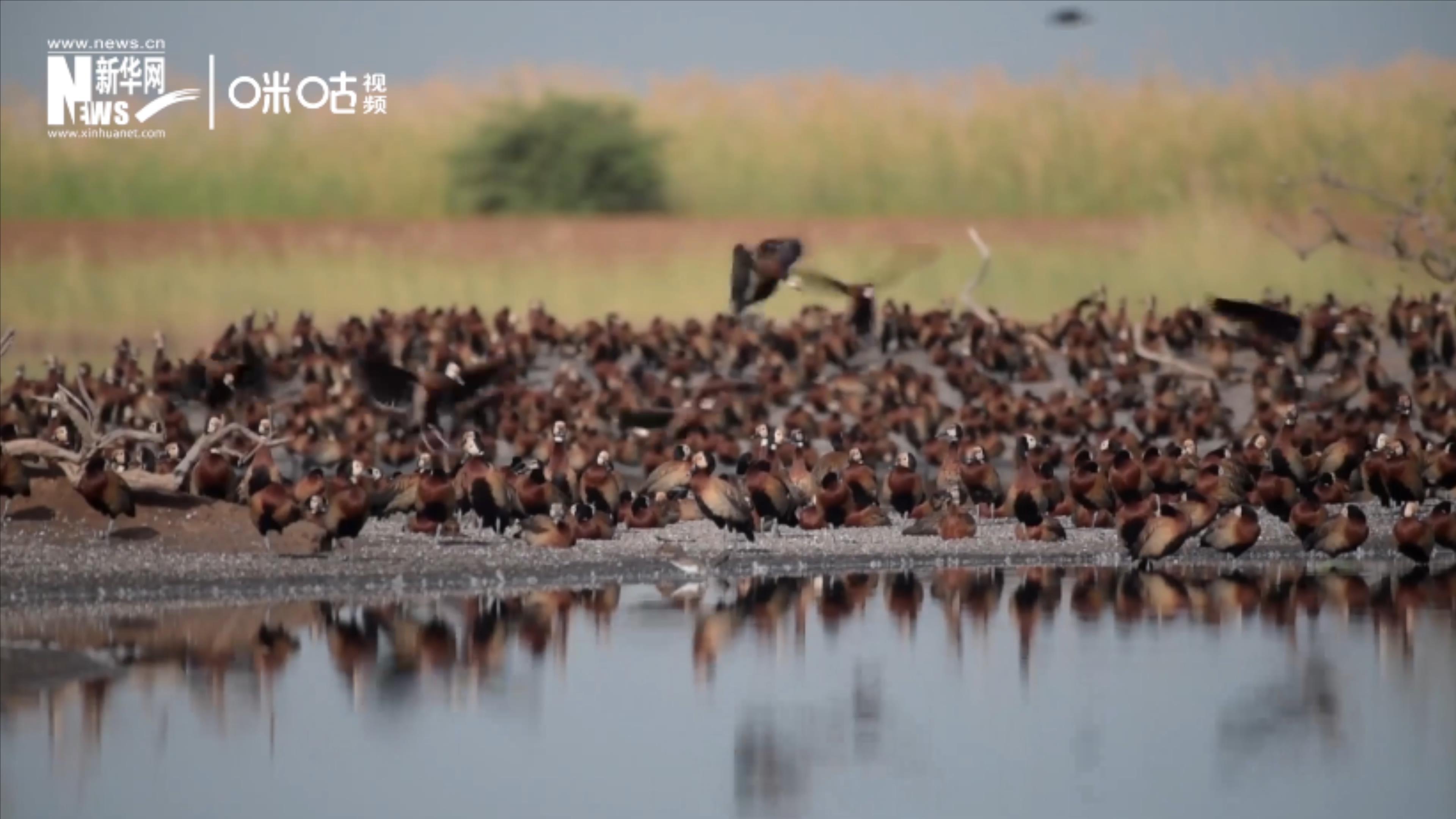 候鳥將人類、生態(tài)系統(tǒng)和世界各國(guó)連在一起