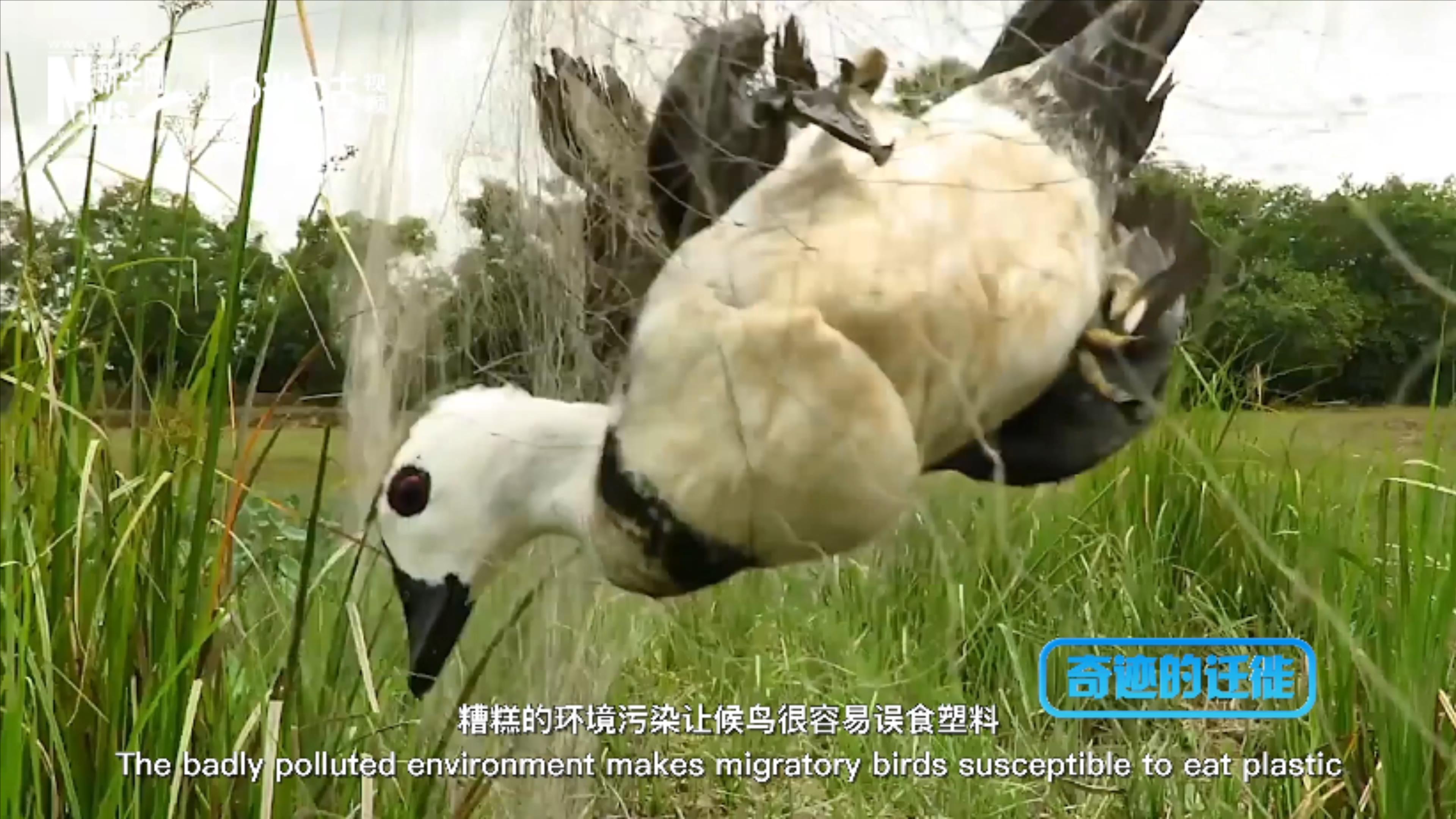 棲息地減少、環(huán)境污染、捕殺正威脅著候鳥的生存