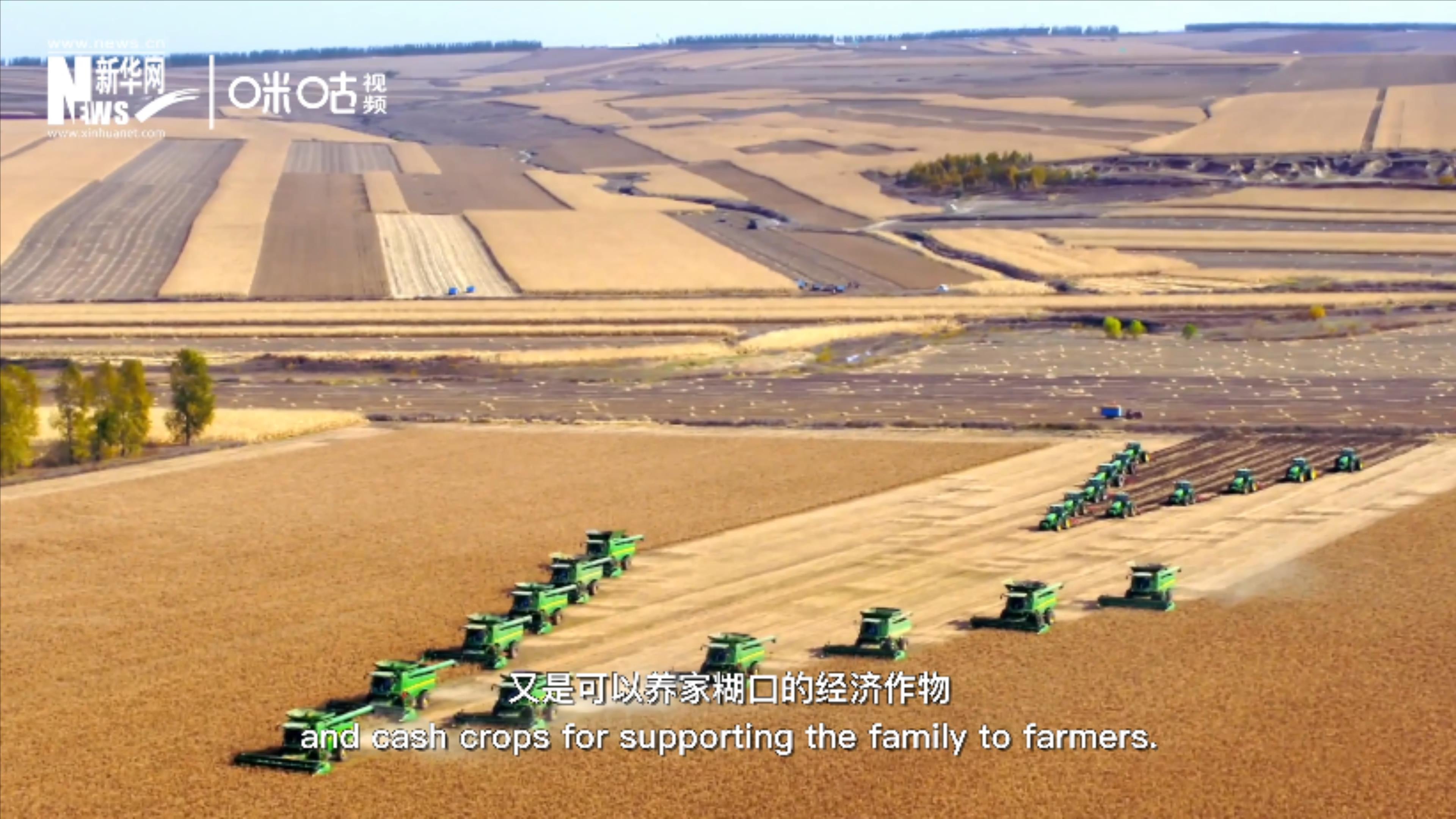 豆類既是可以擺上餐桌的食物，又是可以養(yǎng)家糊口的經(jīng)濟作物