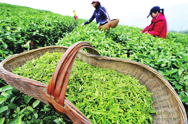 西湖龍井像LV包，原因在這里