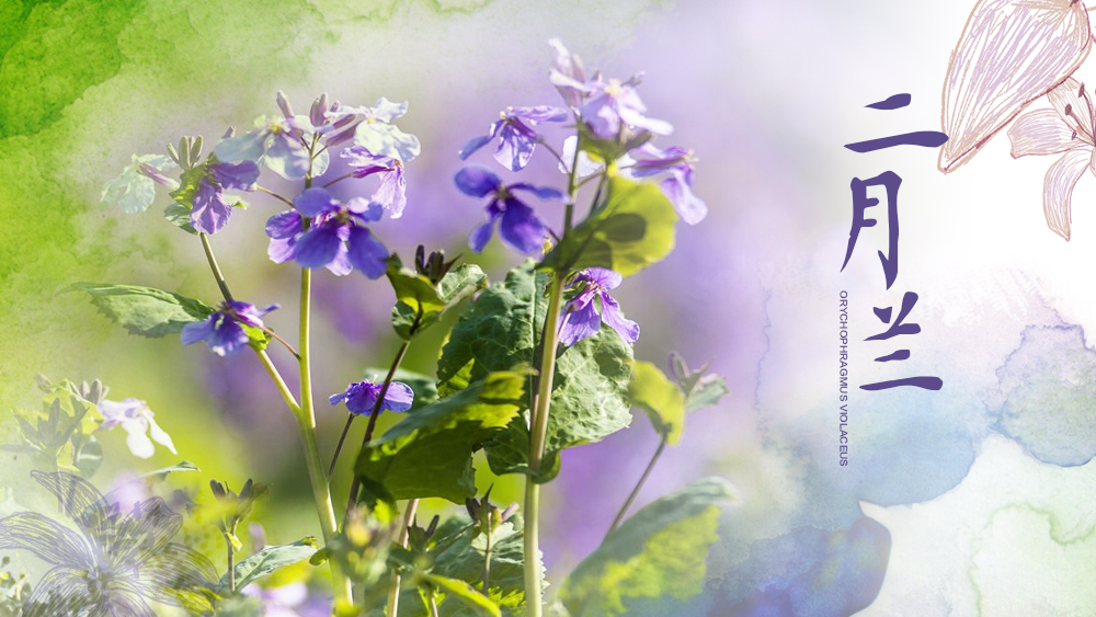 草熏風(fēng)暖 最美&ldquo;和平紫&rdquo;