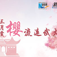 三月賞櫻，流連武大