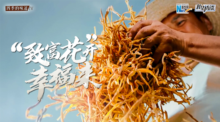 &ldquo;致富花&rdquo;開幸福來(lái)