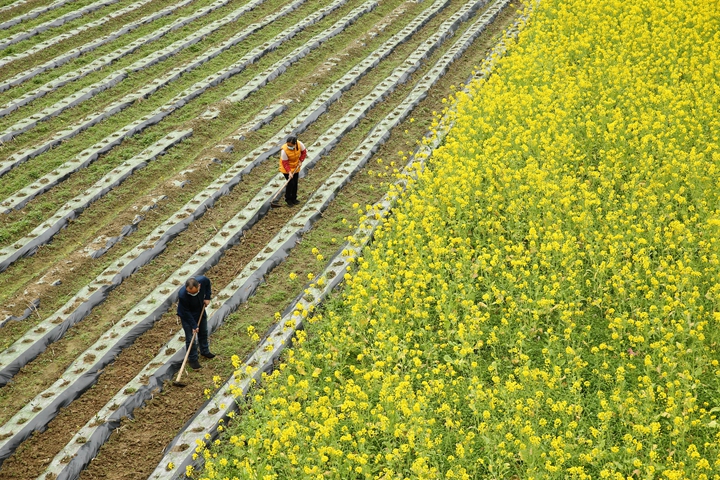 新華社評論員:防疫不誤農(nóng)時，固本首在&ldquo;三農(nóng)&rdquo;