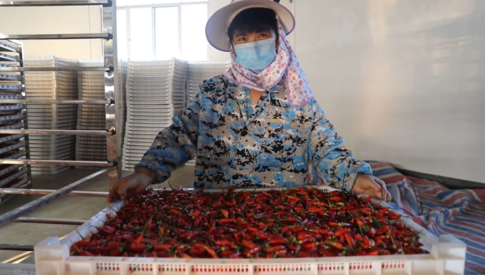 你怎么&ldquo;辣&rdquo;么好看！小辣椒映紅脫貧路