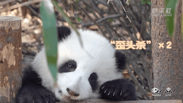 請(qǐng)注意，前方有滾滾發(fā)起近距離&ldquo;歪頭殺&rdquo;