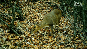 呆萌可愛！國家三有保護動物小麂現(xiàn)身重慶陰條嶺