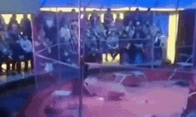 驚險！ 俄馴獸師遭失控獅子撲咬