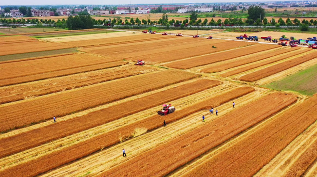 瞰豐收！風(fēng)吹麥浪 &ldquo;鐵馬&rdquo;馳騁