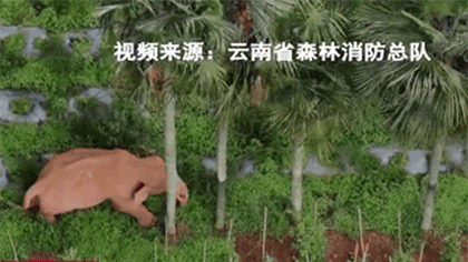 &ldquo;象&rdquo;往何處：獨(dú)象離群一個月 正&ldquo;苦練武功&rdquo;