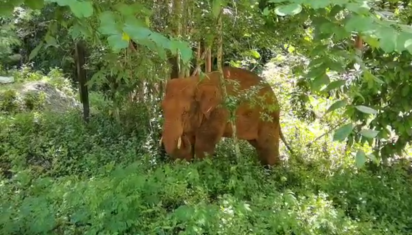 離群32天！云南北移離群獨(dú)象安全回家 專家詳解獨(dú)象&ldquo;南歸&rdquo;