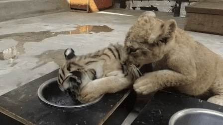 &ldquo;萌萌噠&rdquo;！虎獅&ldquo;姊妹花&rdquo;