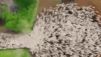 航拍記錄以色列千只綿羊&ldquo;開飯&rdquo;現(xiàn)場