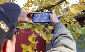 拯救你的拍照技術！五招用手機拍出唯美銀杏照