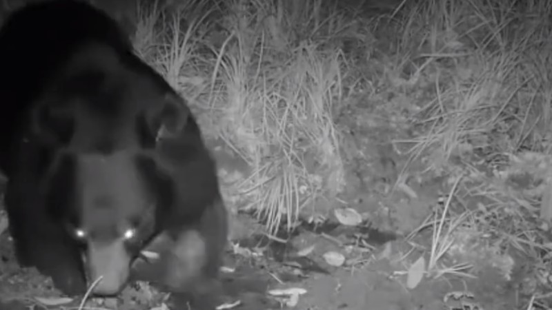 熊出沒！云南拍到黑熊喝水滾泥潭畫面