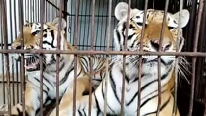 專(zhuān)家分析：老虎咬死飼養(yǎng)員事件 暴露哪些問(wèn)題？