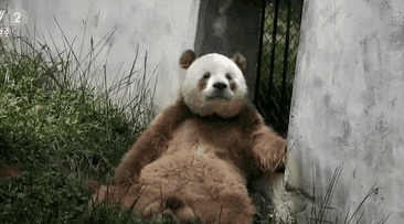 大熊貓搬新家 &ldquo;七仔&rdquo;很淡定