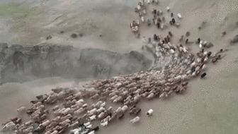 新疆福?？h43萬牲畜踏上夏季轉(zhuǎn)場路