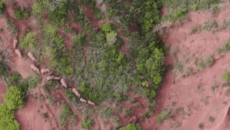 &ldquo;象&rdquo;往何方？ 象群正翻山南行 當(dāng)?shù)赜行蚴枭⑷罕? /></a>
<div   id=