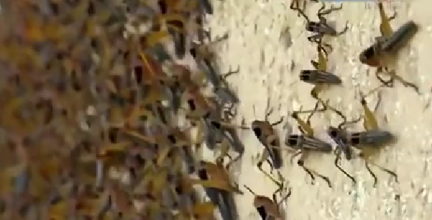 恐怖！ 漫天飛舞 俄邊疆區(qū)遭蝗蟲、瓢蟲侵襲