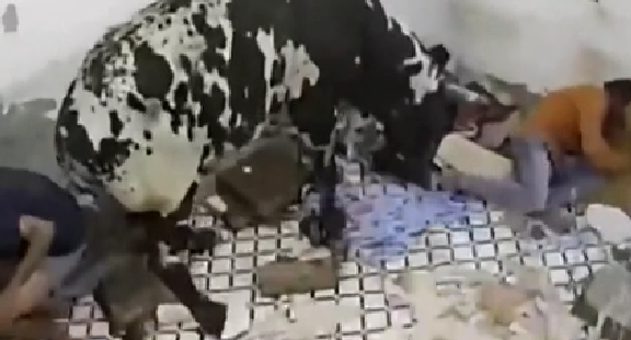 驚嚇！ 印度公牛打架沖進(jìn)屋子 男子奪門而出