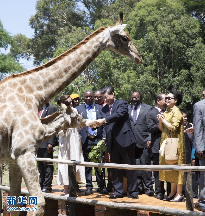 12月2日，國家主席習近平在津巴布韋考察野生動物救助基地。在基地負責人陪同下，習近平和夫人彭麗媛察看了基地救助的野生動物，并給大象、長頸鹿遞喂水果、樹葉。新華社記者 黃敬文 攝 