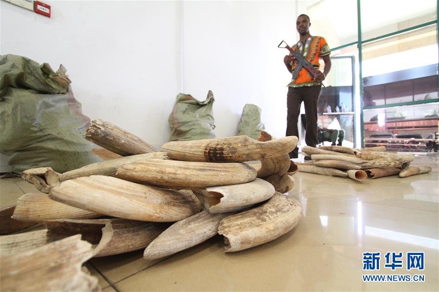 （國(guó)際）（2）坦桑尼亞再度拍賣河馬牙引爭(zhēng)議