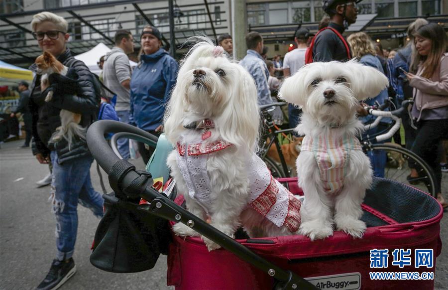 （國(guó)際&middot;一周看天下）寵物嘉年華