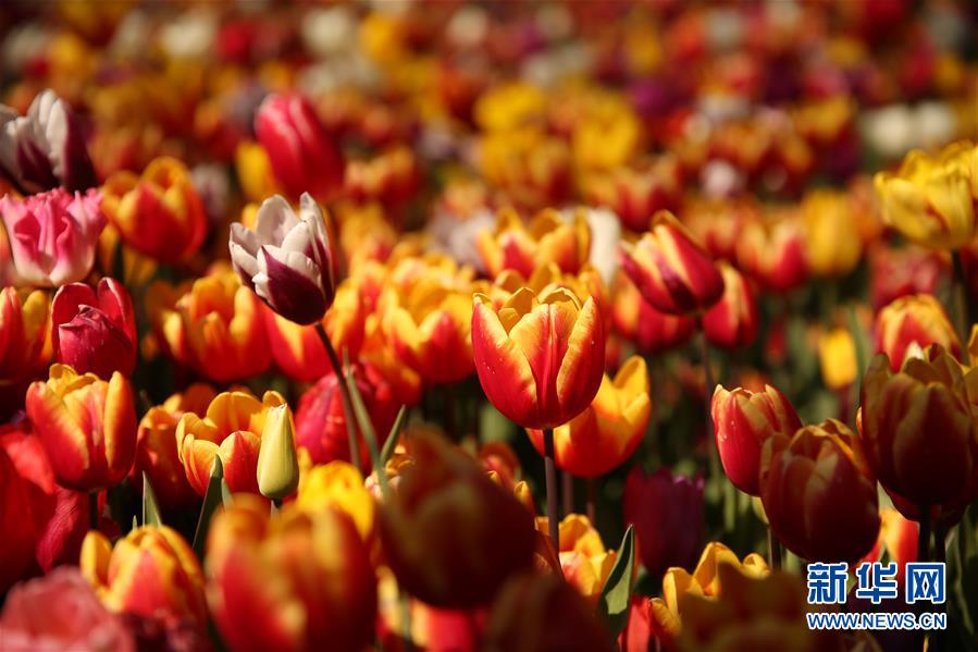 （國(guó)際&middot;北京世園會(huì)）（20）世界園林巡禮&mdash;&mdash;比利時(shí)拜加登城堡