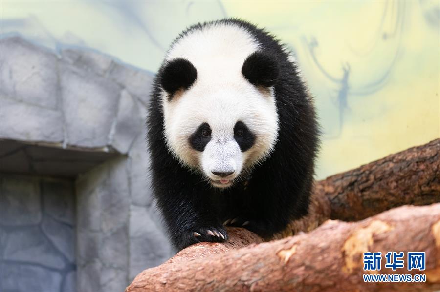 (新華全媒頭條·圖文互動(dòng))(11)特稿:新時(shí)代 新典范 新航程——寫在中俄建交70周年之際